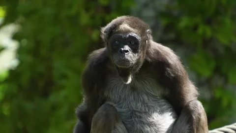 A Spider monkey sitting Stock Footage 275538575