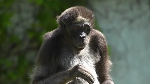 A Spider monkey sitting Stock Footage 275538637