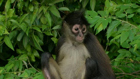 Spider Monkey sitting perched looking worried in Mexican Yucatan Jungle in slow 스톡 동영상 325962259
