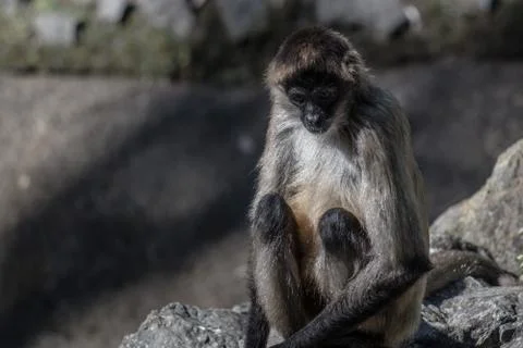 Spider monkey sitting on a rock, staying still Stock Photos