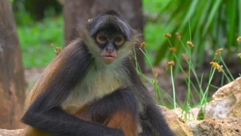 Spider monkey sitting on a rock in the tropical forest looking around curiously 스톡 동영상 328534038