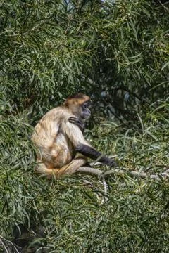 Spider monkey sitting in in a tree, staying still Stock Photos
