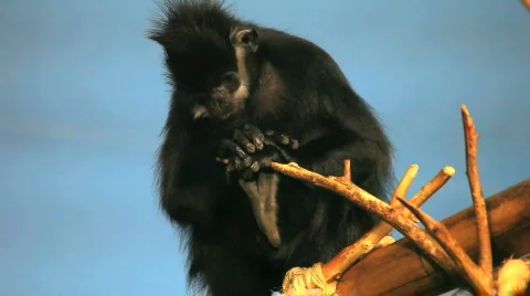 Spider monkey sleeping Vídeos de archivo 457268