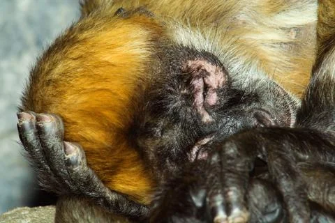 Spider monkey sleeping Stock Photos
