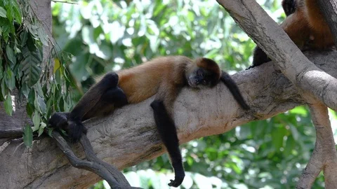Spider monkey sleeping in tree Stock Footage