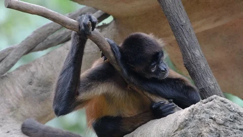 Spider monkey sleeping in tree Stock Footage 88162873