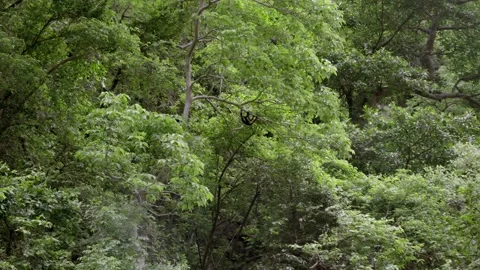A spider monkey is swinging in a tree branch in the Sumidero Canyon Stock Footage 221803910