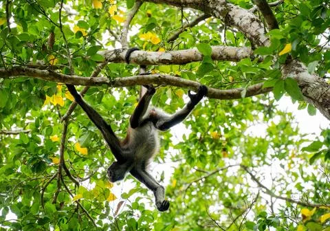 Spider monkey on the tree with green leaves in the forests of Mexico Stock Photos