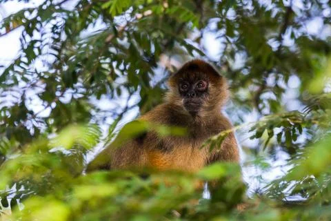 A spider monkey in the tree tops Stock Photos