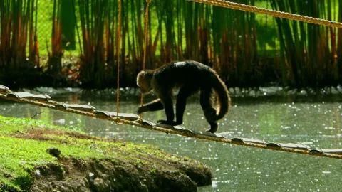 Spider Monkey walking on a wood bridge above a lake. black monkey playing in zoo Stock Footage 123315830