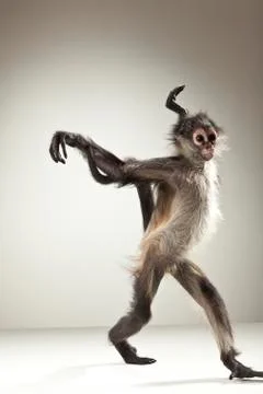 Spider Monkey on White Background Stock Photos
