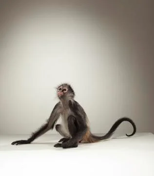 Spider Monkey on White Background Stock Photos
