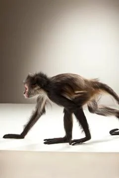 Spider Monkey on White Background Stock Photos
