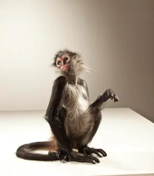 Spider Monkey on White Background Stock Photos
