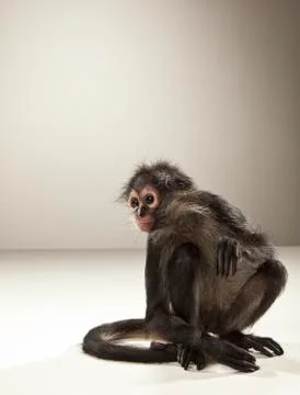 Spider Monkey on White Background Stock Photos