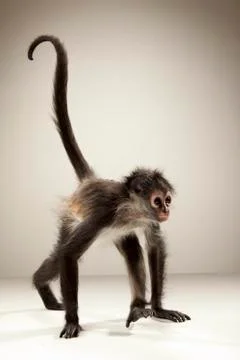 Spider Monkey on White Background Stock Photos