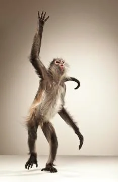 Spider Monkey on White Background Stock Photos