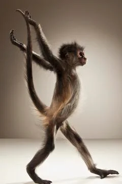 Spider Monkey on White Background Stock Photos