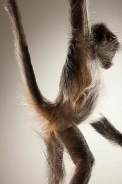 Spider Monkey on White Background Stock Photos