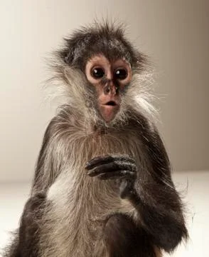 Spider Monkey on White Background Stock Photos