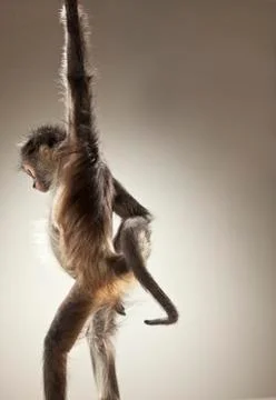 Spider Monkey on White Background Stock Photos