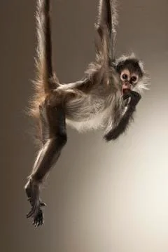 Spider Monkey on White Background Stock Photos