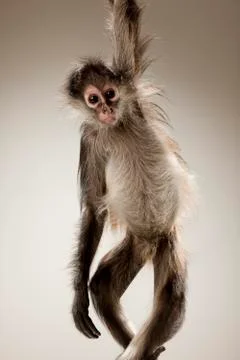 Spider Monkey on White Background Stock Photos