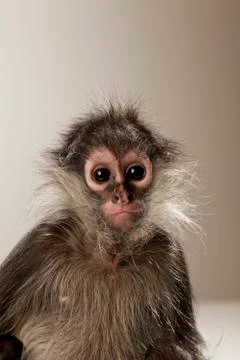 Spider Monkey on White Background Stock Photos