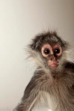 Spider Monkey on White Background Stock Photos