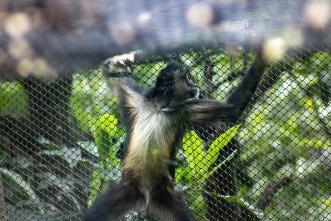Spider monkey on zoo Stock Photos