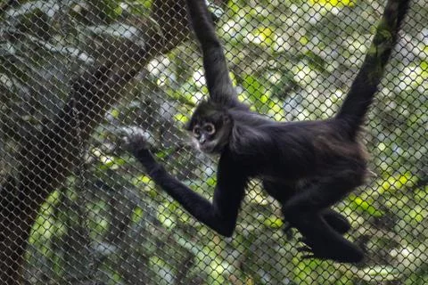 Spider monkey on zoo Stock Photos