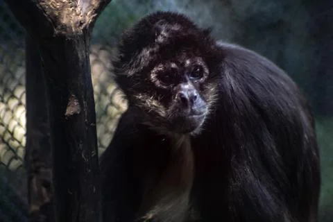 Spider monkey on zoo Stock Photos