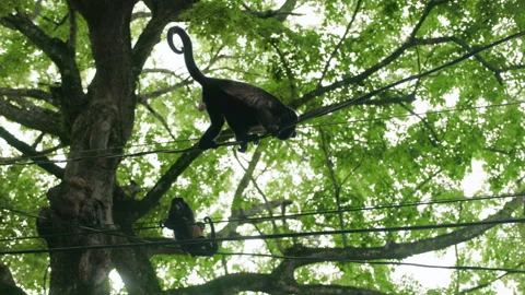 Spider Monkeys Crossing Power Lines with Curled Tails in Tropical Forest Canopy. Video stock 342218351