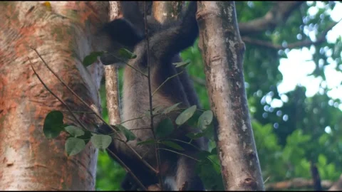 Spider Monkeys Of Dzibanche. 스톡 동영상 228671805