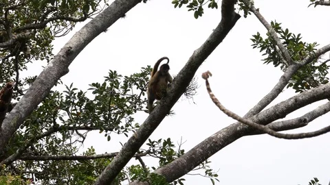 Spider Monkeys feeding in trees in Rincon de la Vieja NP Costa Rica 스톡 동영상 127244409