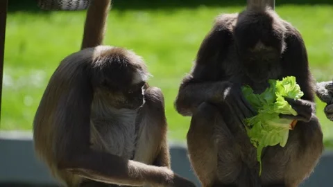 A Spider monkeys Stock Footage 272306444