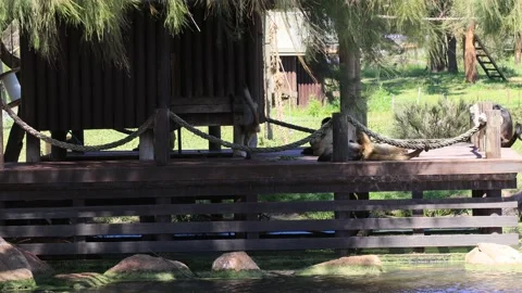 Spider monkeys handing and playing on a platform of island in a park as 4k. Stock Footage 142332952
