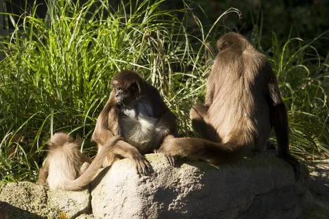 Spider monkeys Foto stock