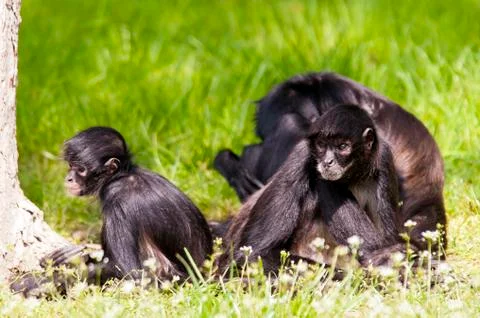 Spider monkeys Stock Photos
