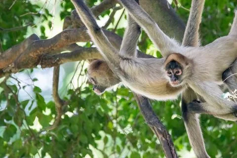 Spider monkeys Stockfoto's