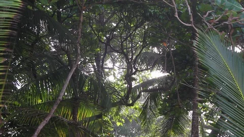 Spider monkeys play Stock Footage 88392238