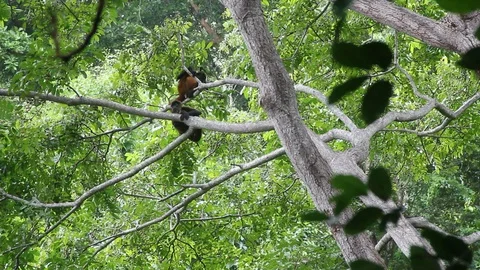 Spider monkeys play on the jungle's tree branches in Costa Rica. Stock Footage 88392128