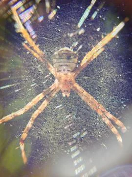 Spider monster on spider web Stock Illustration