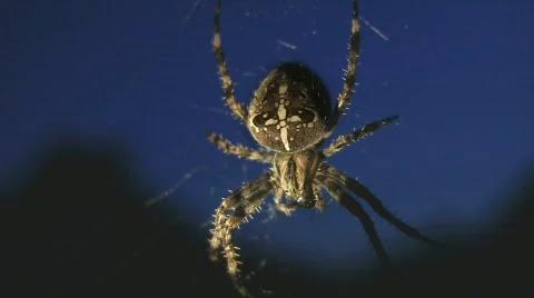Spider in Monument Valley Stock Footage 513349