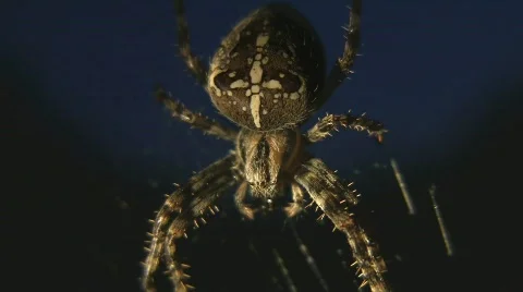 Spider in Monument Valley Stock Footage 513389