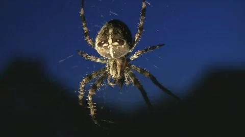 Spider in Monument Valley (lit by flashlight) Stock Footage 513294
