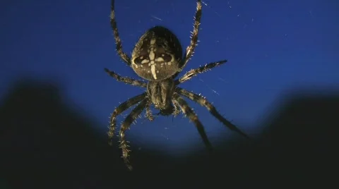 Spider in Monument Valley (lit by flashlight) Stock Footage 513304