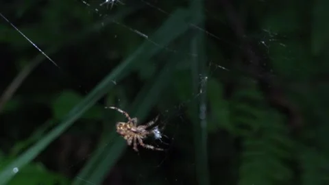 Spider in the morning sun.Web weaving. Stock Footage 116086302