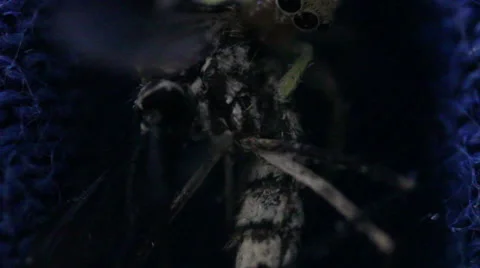 Spider with Mosquito as Prey Macro Stock Footage 51527673