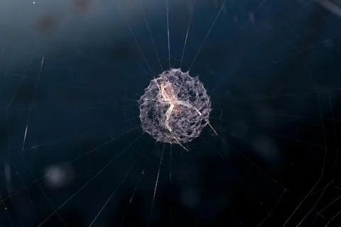 Spider moth caught in its web Stock-Fotos